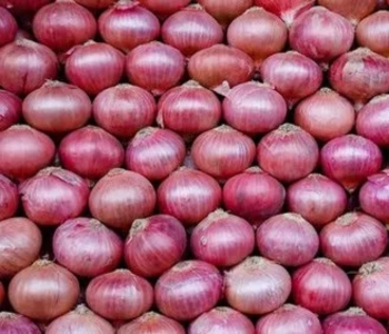 Red Onion Exporter from India
