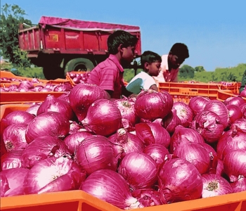 Onion Exporter in India
