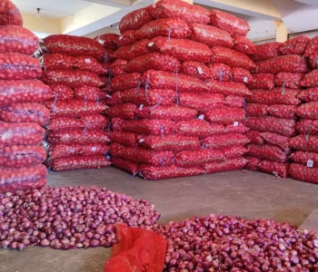Onion Exporter from India