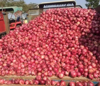 Fresh Onion Exporter in India