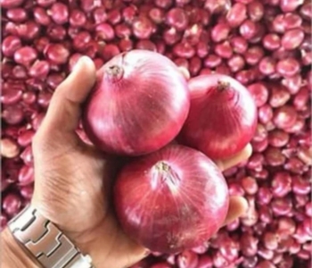 Top Red Onion Exporter from India