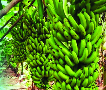 Banana Exporters India