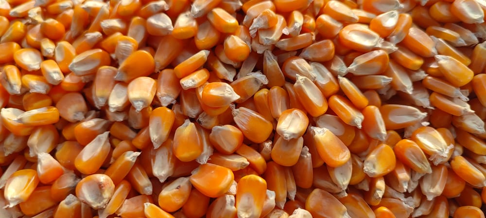 Exporter of Yellow Maize from India