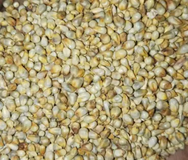 Green Millet Exporter from India