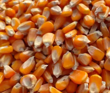 Yellow Maize Exporter from India
